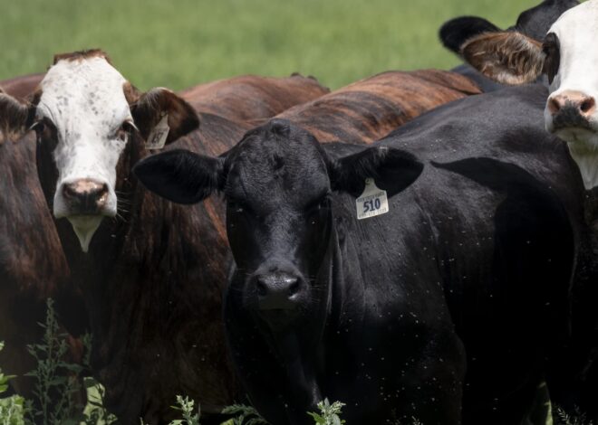 Food supply ‘not at risk’ after new Texas screwworm cases, USDA secretary says