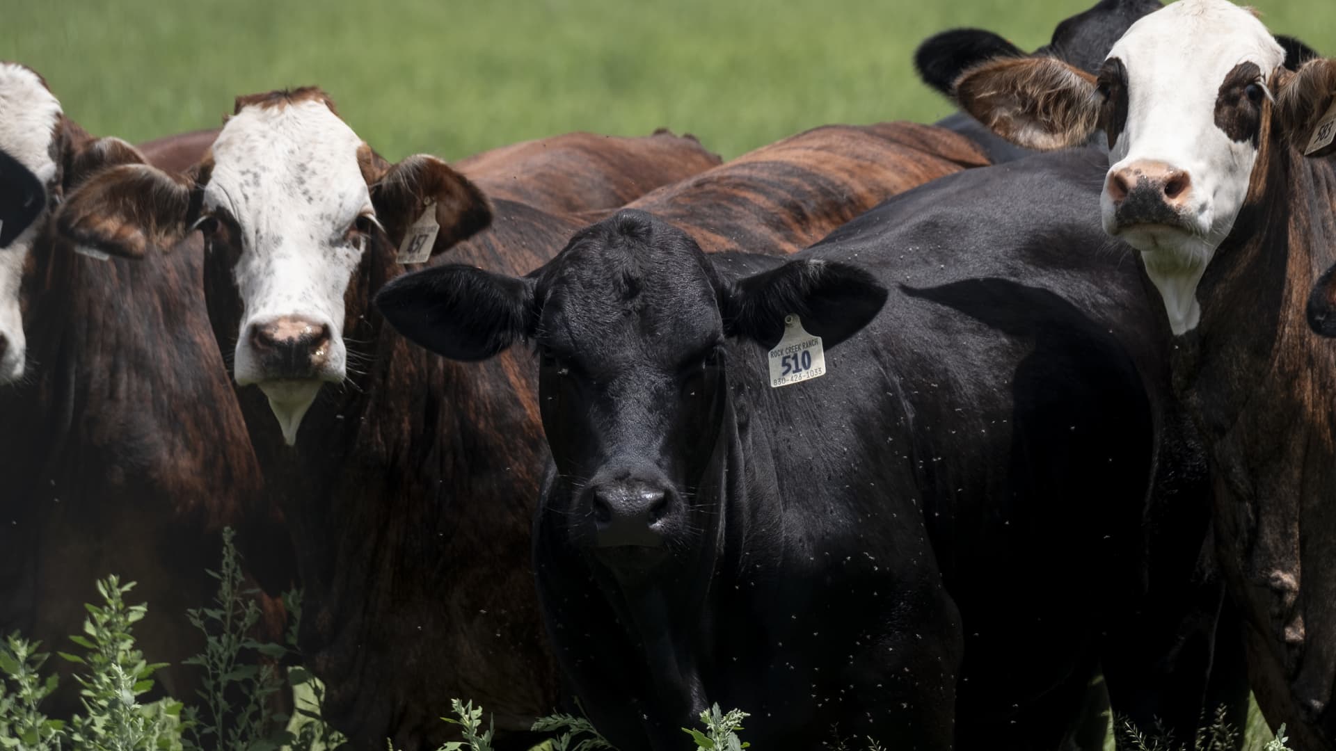 Food supply ‘not at risk’ after new Texas screwworm cases, USDA secretary says