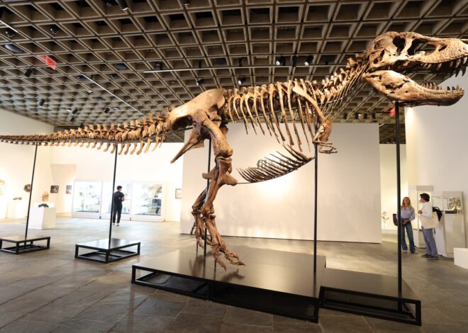 T. rex sells for $50 million, becoming the most expensive dinosaur fossil ever auctioned
